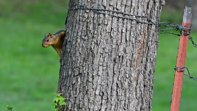 Fox Squirrel