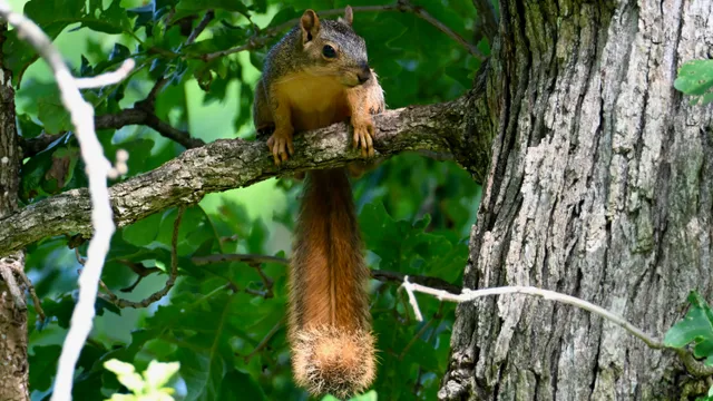 Fox Squirrel