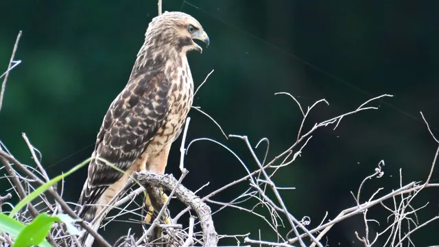 Red-tailed Hawk