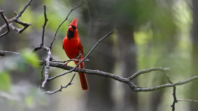 Northern Cardinal
