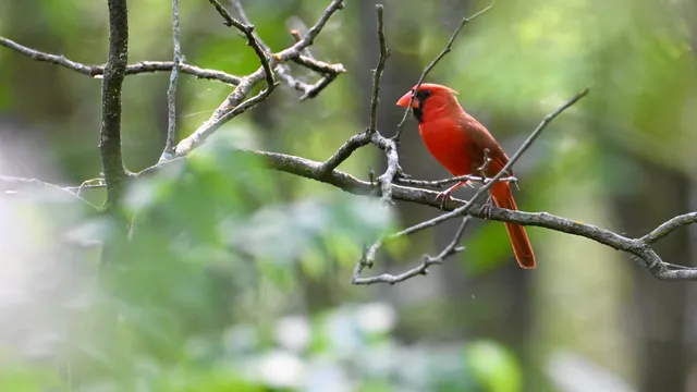 Northern Cardinal