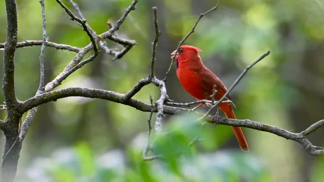 Northern Cardinal