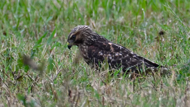 Red-tailed Hawk