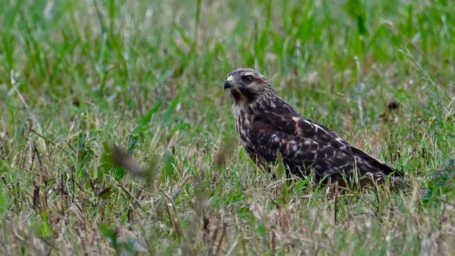 Red-tailed Hawk