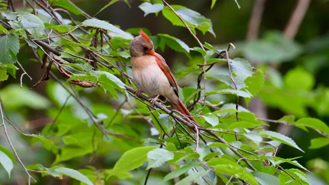 Northern Cardinal (female)