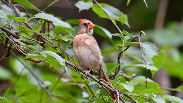 Northern Cardinal (female)