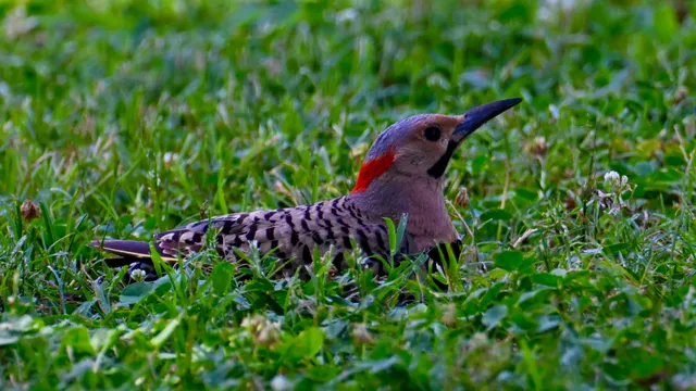 Red-bellied Woodpecker
