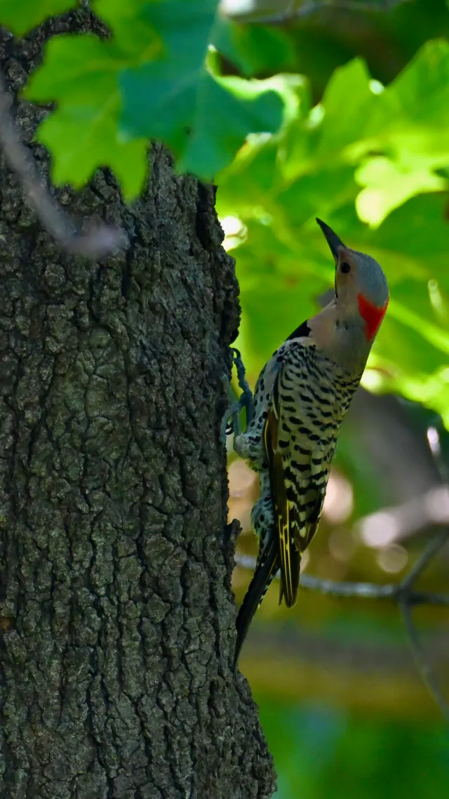 Red-bellied Woodpecker