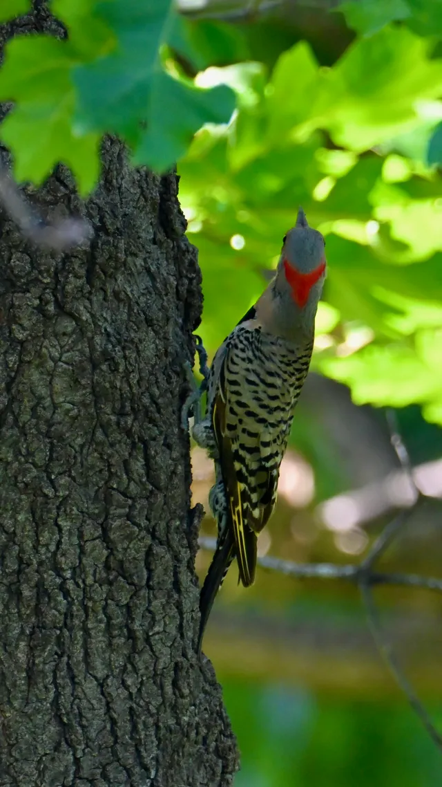 Red-bellied Woodpecker
