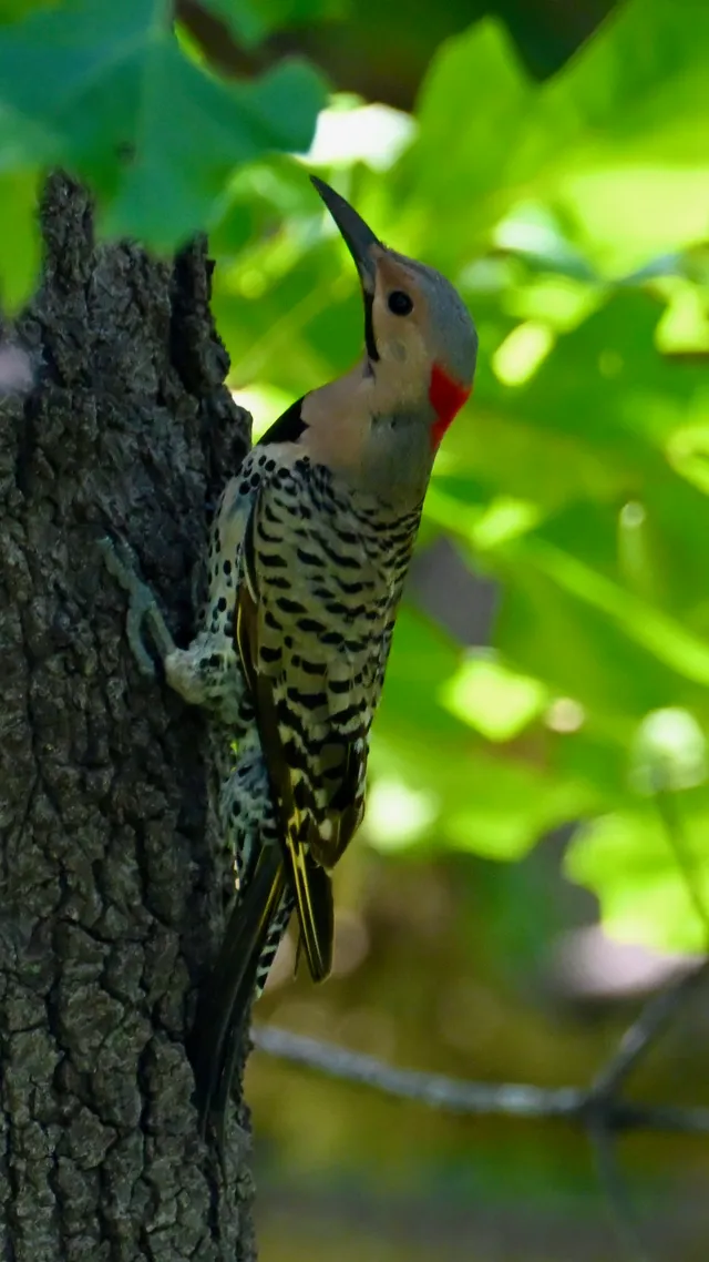 Red-bellied Woodpecker