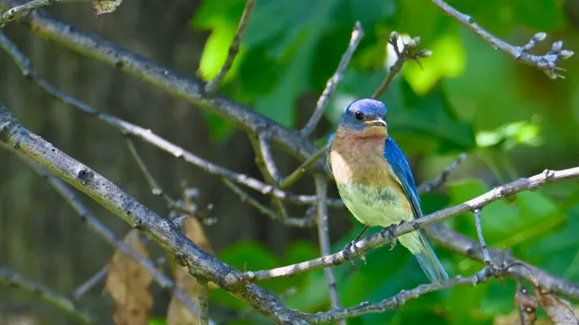 Eastern Bluebird