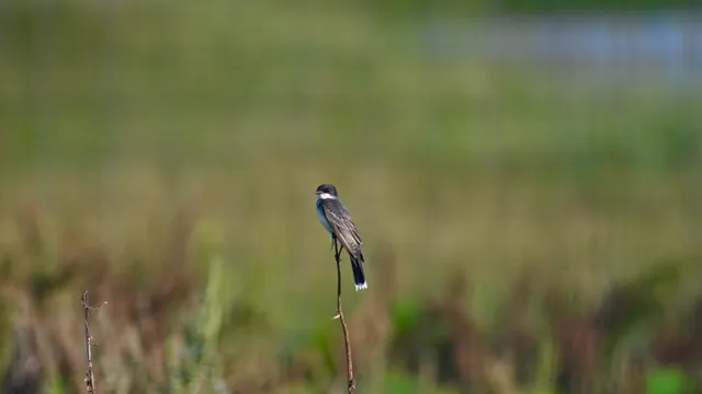 Scissor-tailed Flycatcher