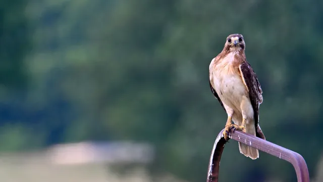 Red-tailed Hawk