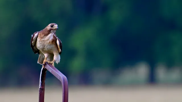 Red-tailed Hawk