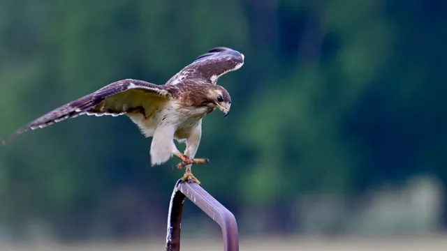 Red-tailed Hawk