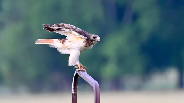 Red-tailed Hawk