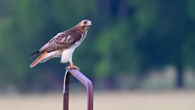 Red-tailed Hawk