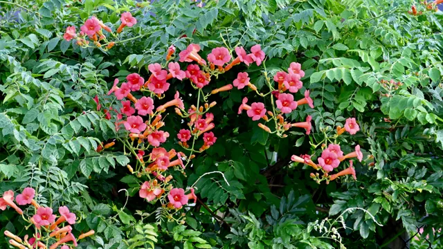 Trumpet Vine (wildflower)