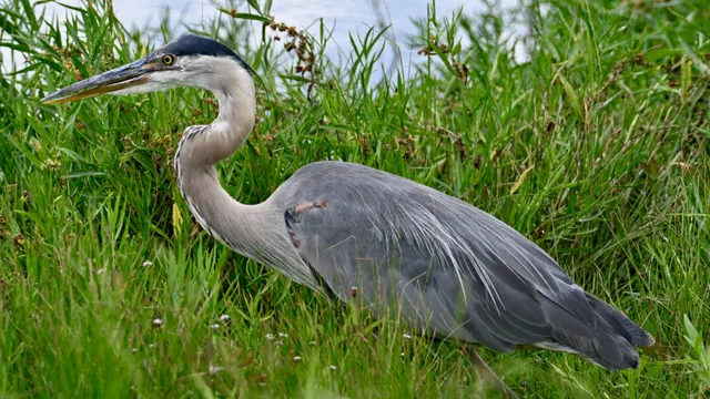Great Blue Heron