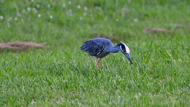 Yellow-crowned Night-Heron