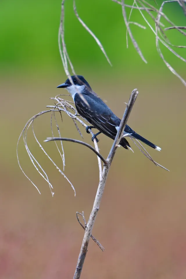 Scissor-tailed Flycatcher