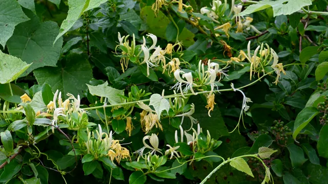 Honeysuckle (wildflower)