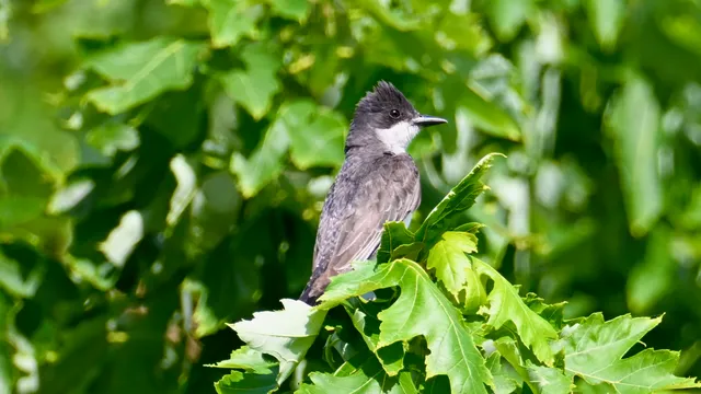 Eastern Kingbird