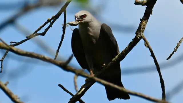 Eastern Kingbird