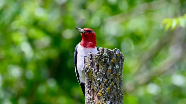 Red-headed Woodpecker