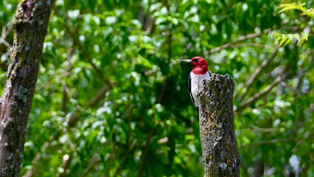 Red-headed Woodpecker