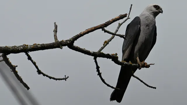 Mississippi Kite