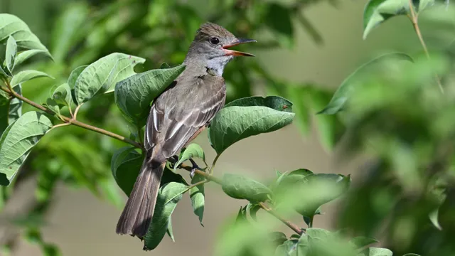 Great Crested Flycatcher