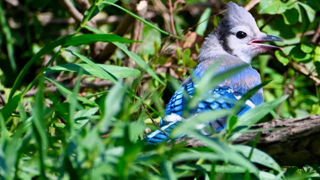 Blue Jay