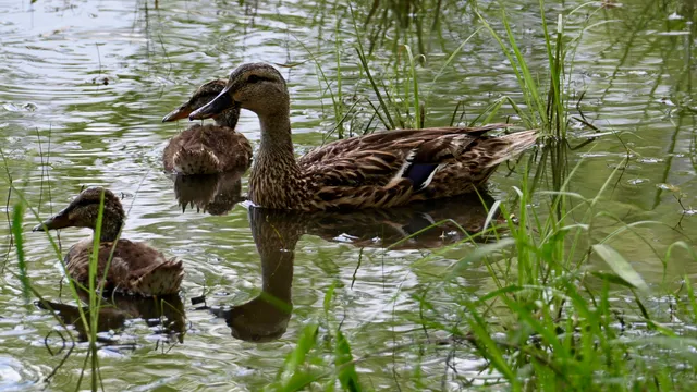 Mallard (with ducklings)