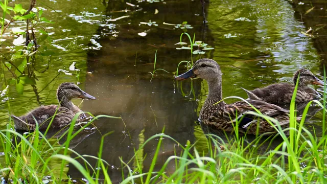 Mallard
