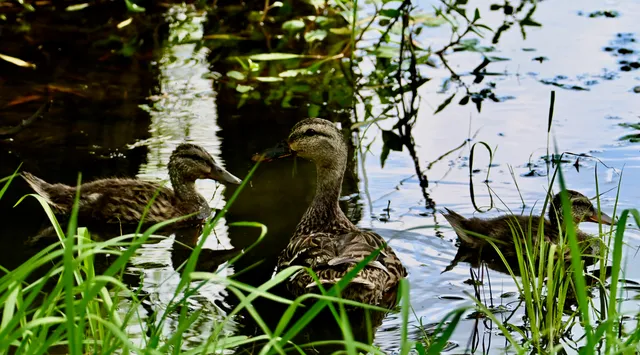 Mallard