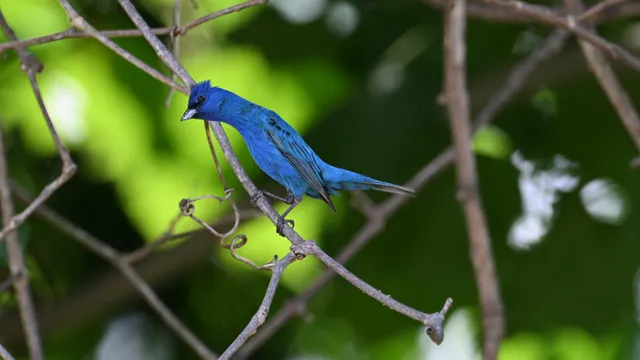 Indigo Bunting