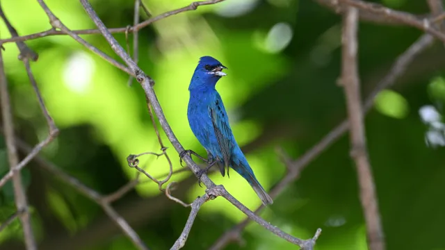 Indigo Bunting