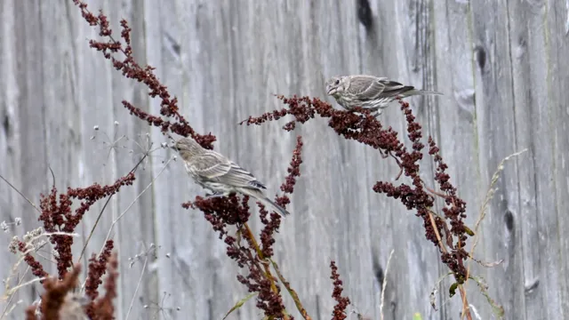 Sparrow (sp.)