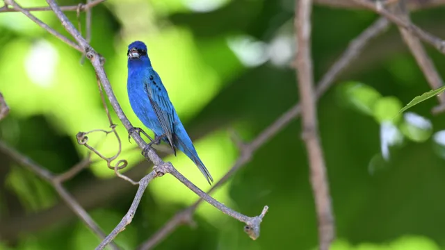 Indigo Bunting