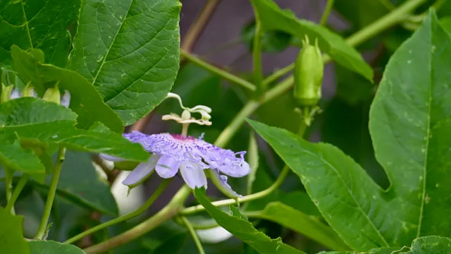 Passionflower (wildflower)