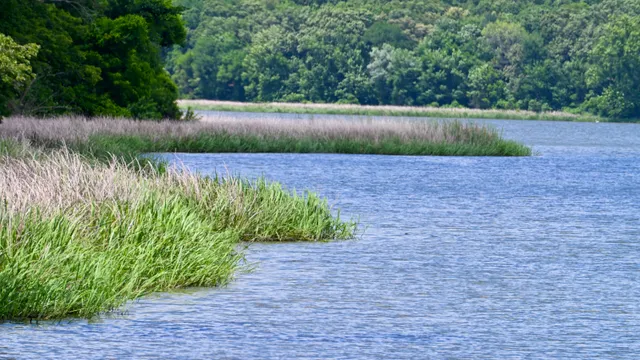 Wetland Landscape