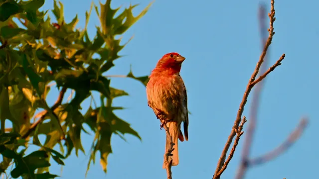 Summer Tanager