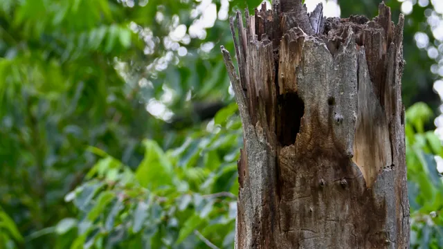 Tree Cavity (nature detail)