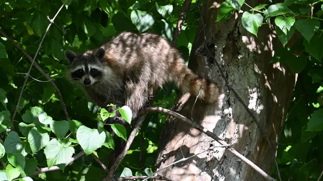 Raccoon
