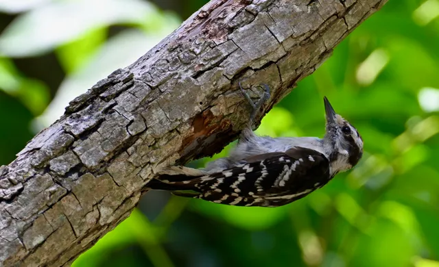 Downy Woodpecker
