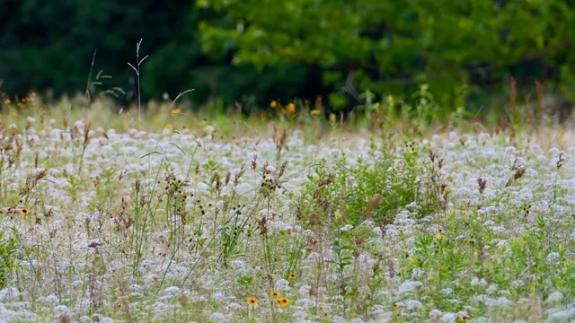 Wildflower Meadow