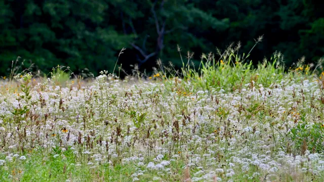 Prairie Meadow