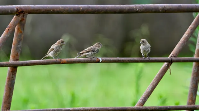 Sparrows
