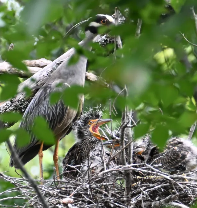 Yellow-crowned Night-Heron (nest)